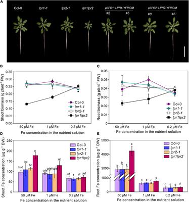 The ferroxidases are critical for Fe(II) oxidation in xylem to ensure a healthy Fe allocation in Arabidopsis thaliana